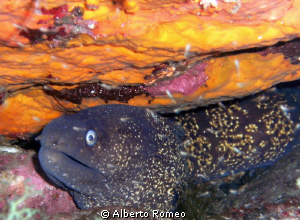 Muraena helena- apnea skindiving- Pantelleria island by Alberto Romeo 